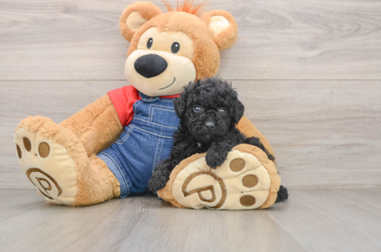 Poodle Puppy for Adoption