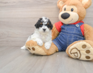 7 week old Poodle Puppy For Sale - Lone Star Pups