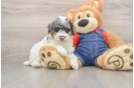 Best Poodle Baby
