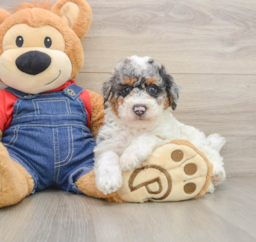 8 week old Poodle Puppy For Sale - Lone Star Pups