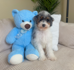 13 week old Poodle Puppy For Sale - Lone Star Pups