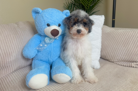 Cute Poodle Baby