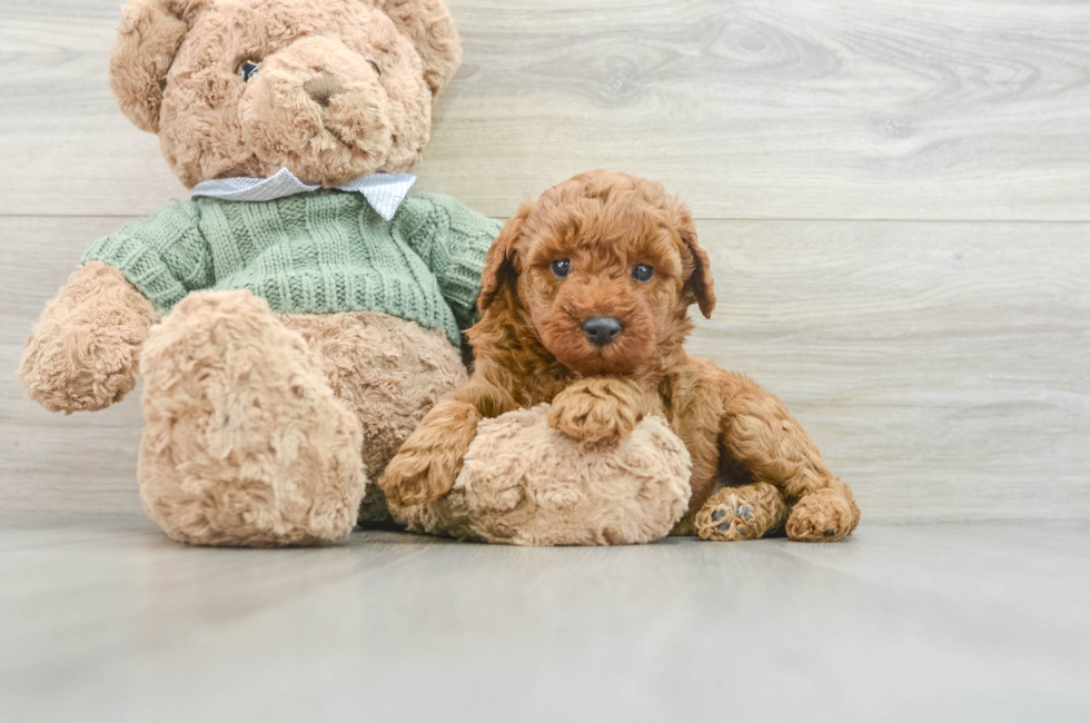 6 week old Poodle Puppy For Sale - Lone Star Pups