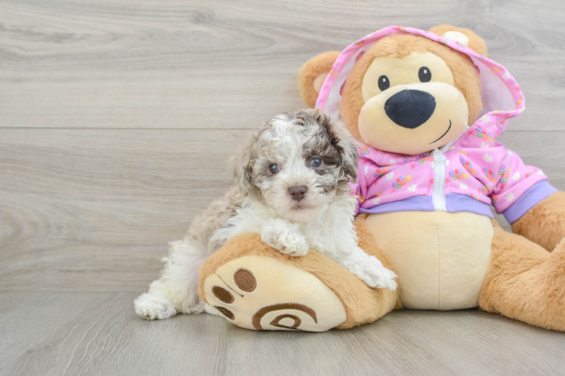 Meet Newt - our Poodle Puppy Photo 1/3 - Lone Star Pups