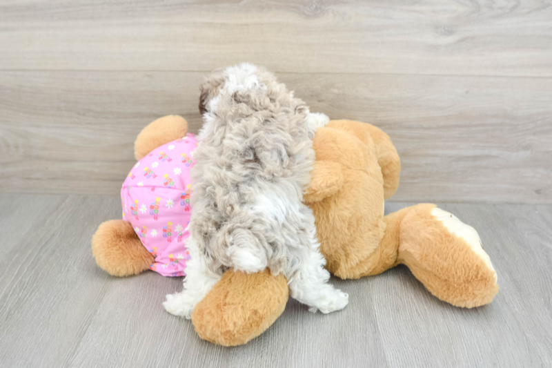 Meet Newt - our Poodle Puppy Photo 2/3 - Lone Star Pups