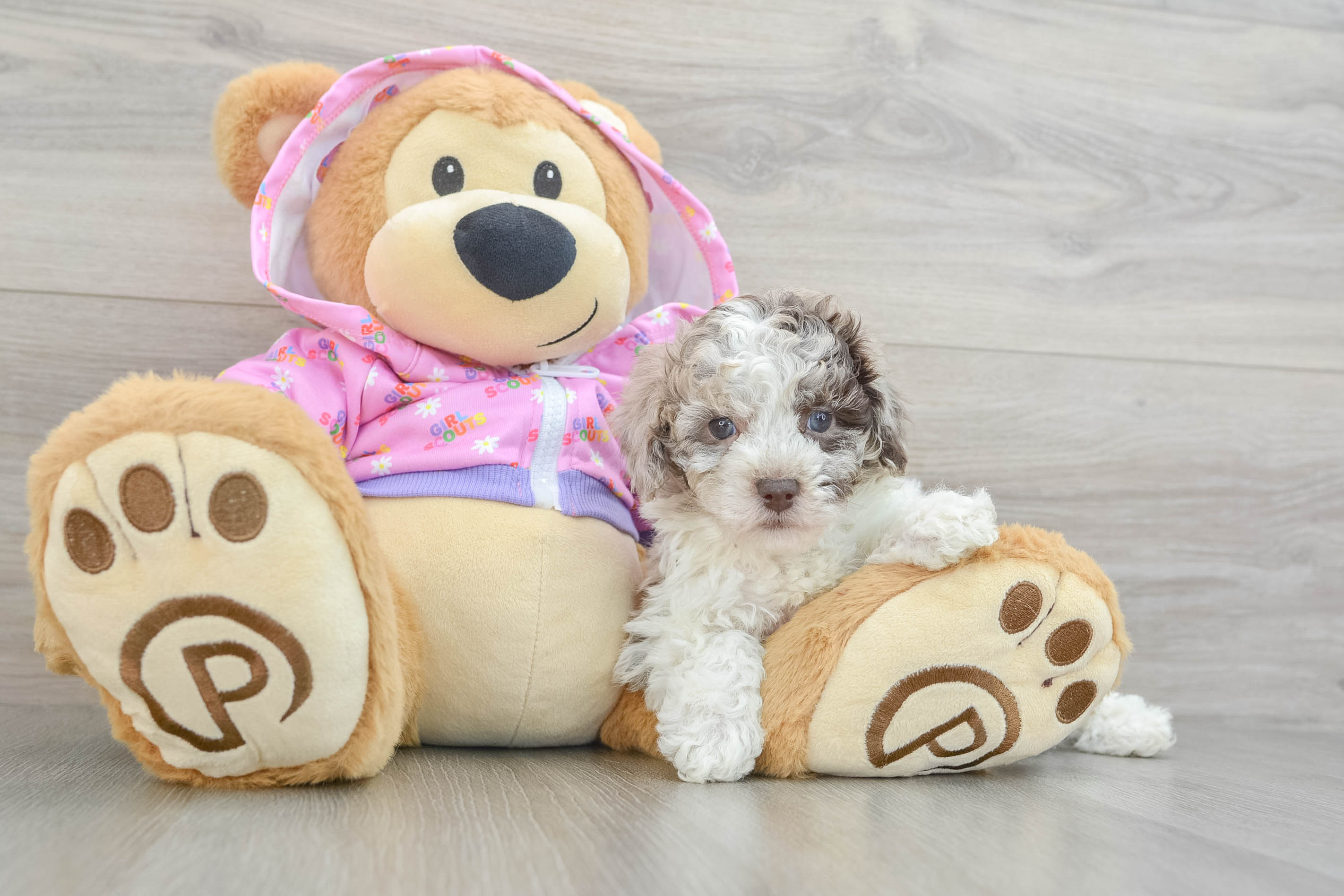 Energetic Pudel Purebred Puppy