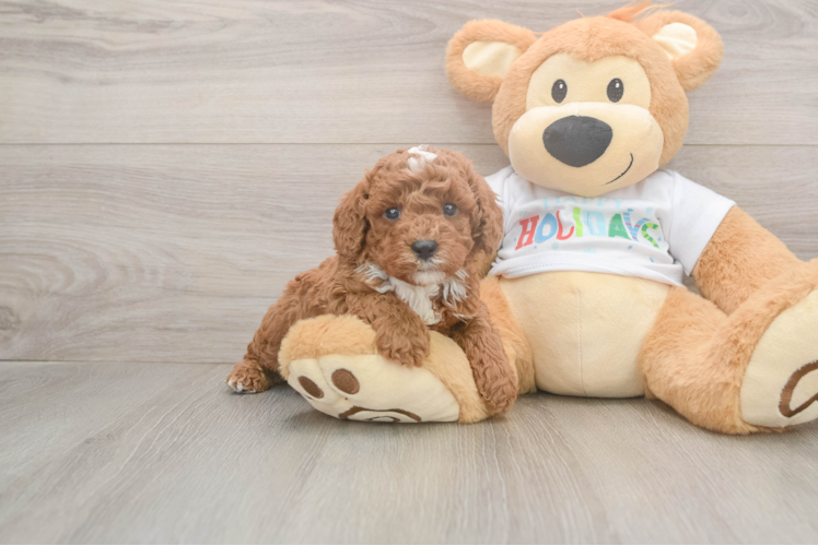 Poodle Puppy for Adoption