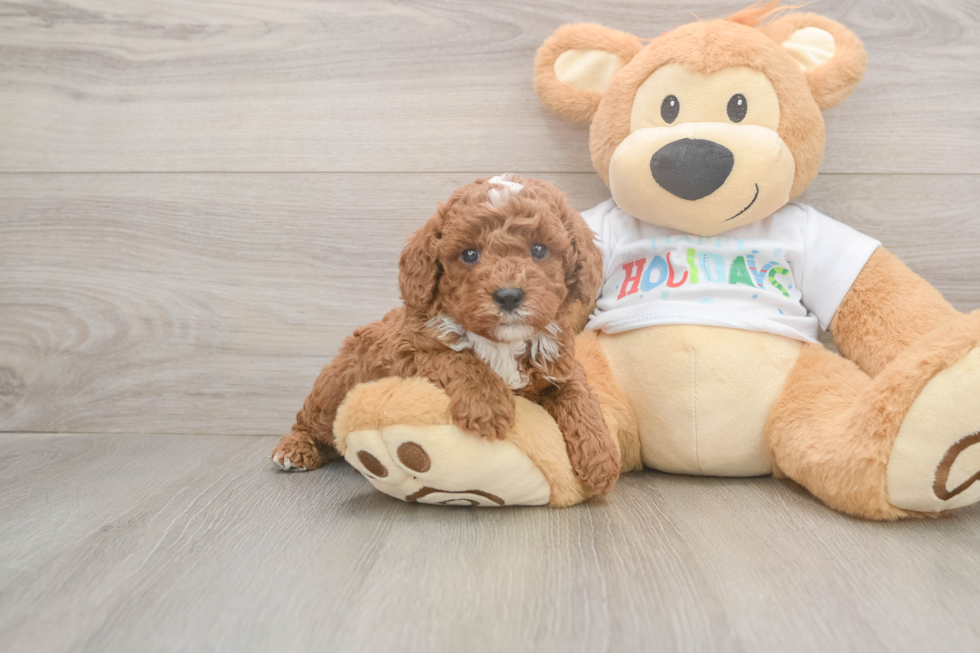 Poodle Puppy for Adoption