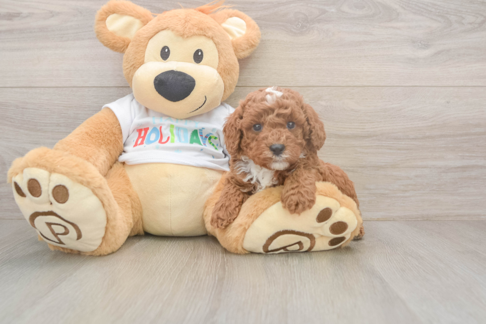 Popular Poodle Purebred Pup