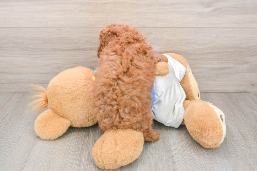 Poodle Puppy for Adoption