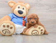 6 week old Poodle Puppy For Sale - Lone Star Pups