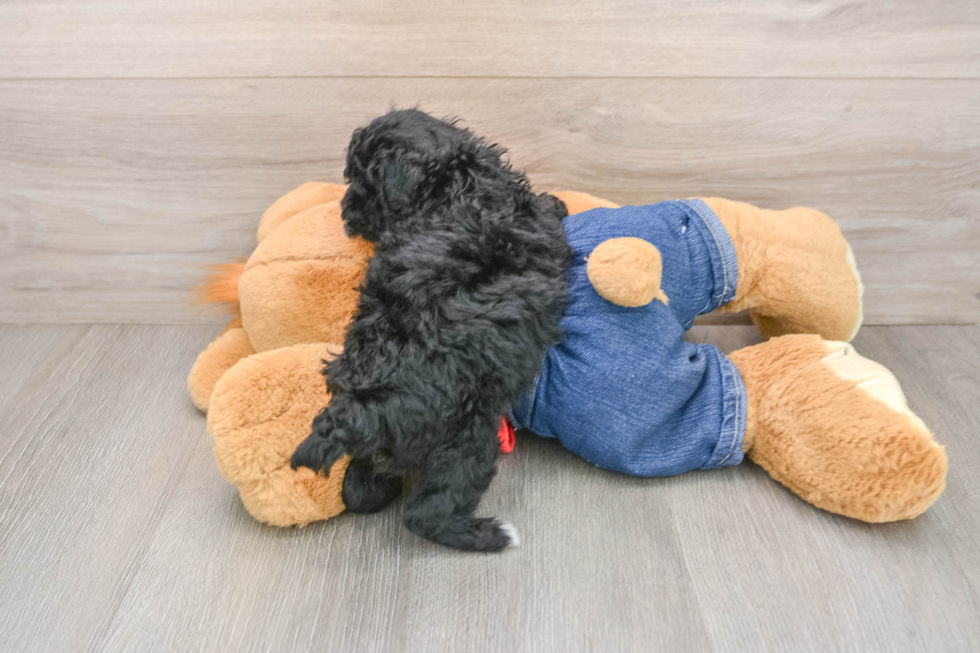 Sweet Caniche Purebred Puppy