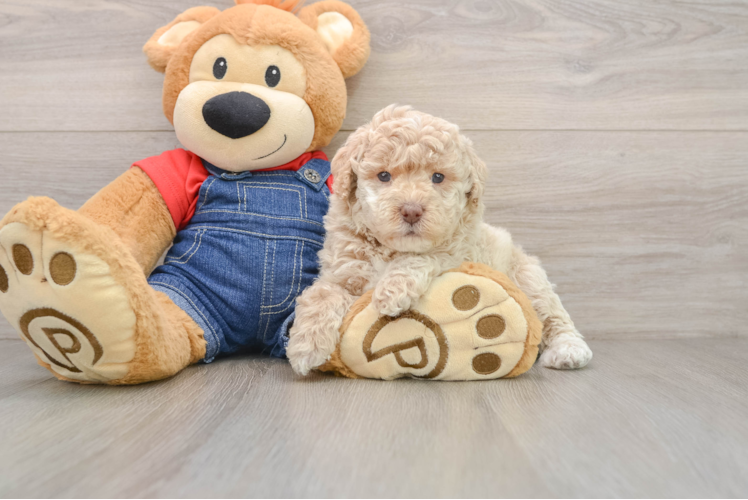 Funny Poodle Baby