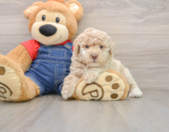 7 week old Poodle Puppy For Sale - Lone Star Pups