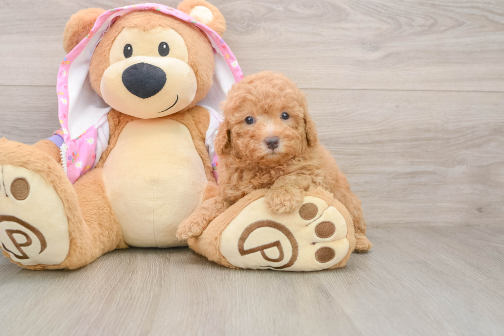Poodle Puppy for Adoption