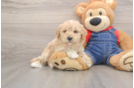 Friendly Poodle Baby