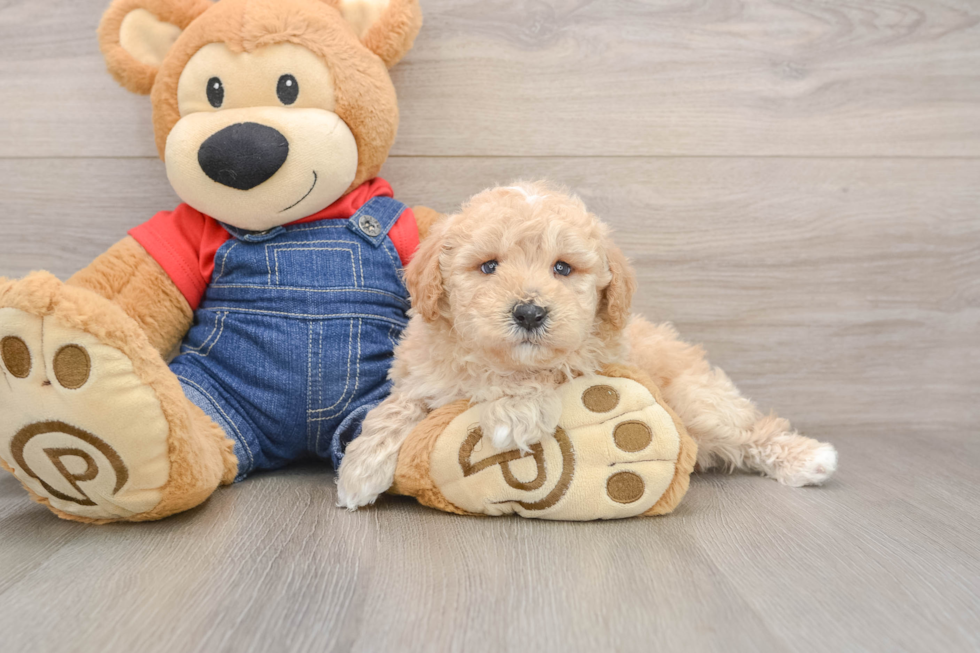 Best Poodle Baby
