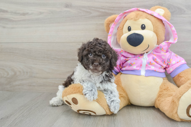Meet Neymar - our Poodle Puppy Photo 1/3 - Lone Star Pups