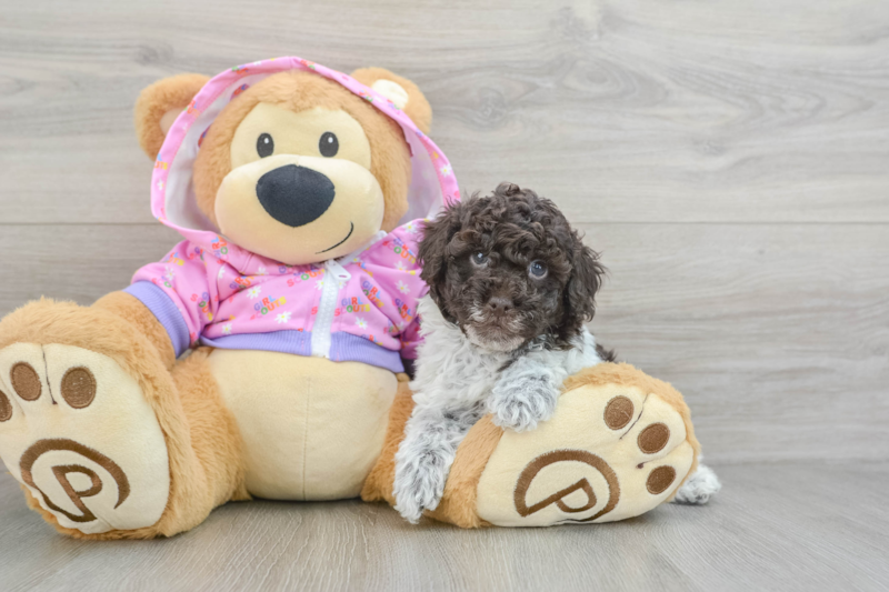Meet Neymar - our Poodle Puppy Photo 3/3 - Lone Star Pups