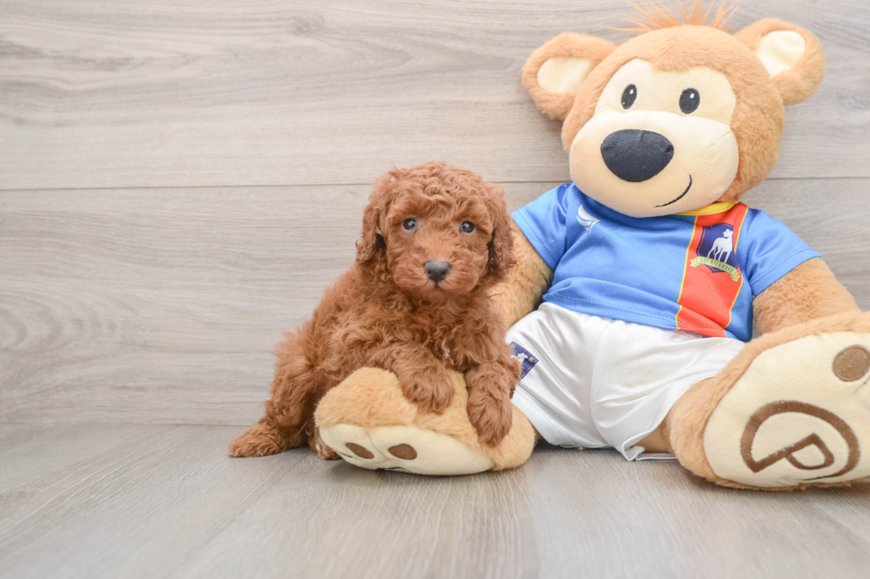 Poodle Pup Being Cute