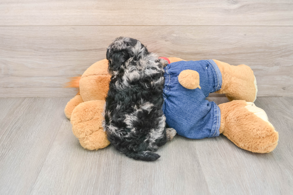 Poodle Puppy for Adoption