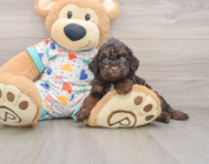 5 week old Poodle Puppy For Sale - Lone Star Pups