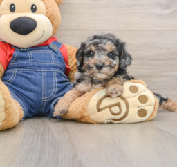8 week old Poodle Puppy For Sale - Lone Star Pups
