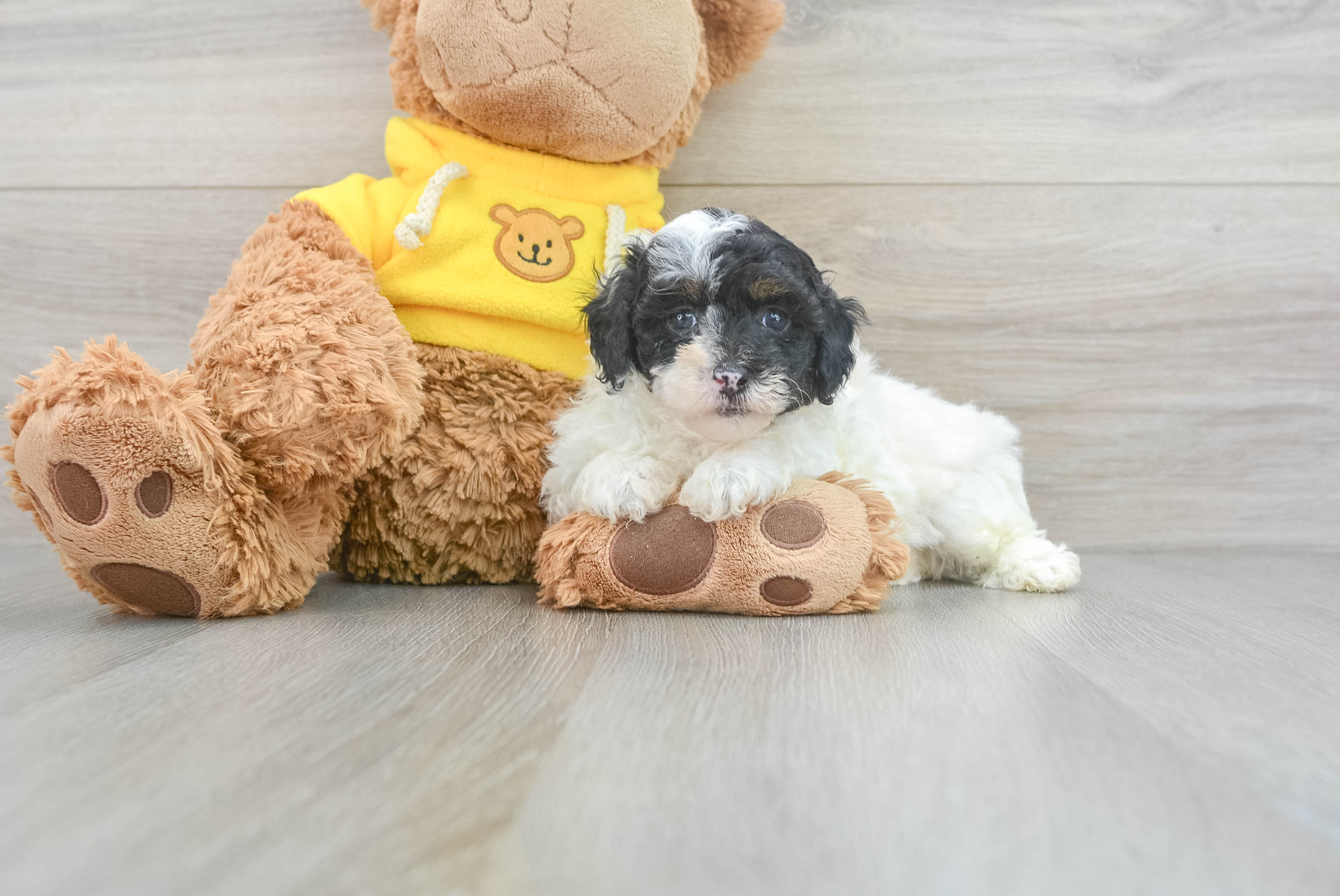 Poodle Pup Being Cute
