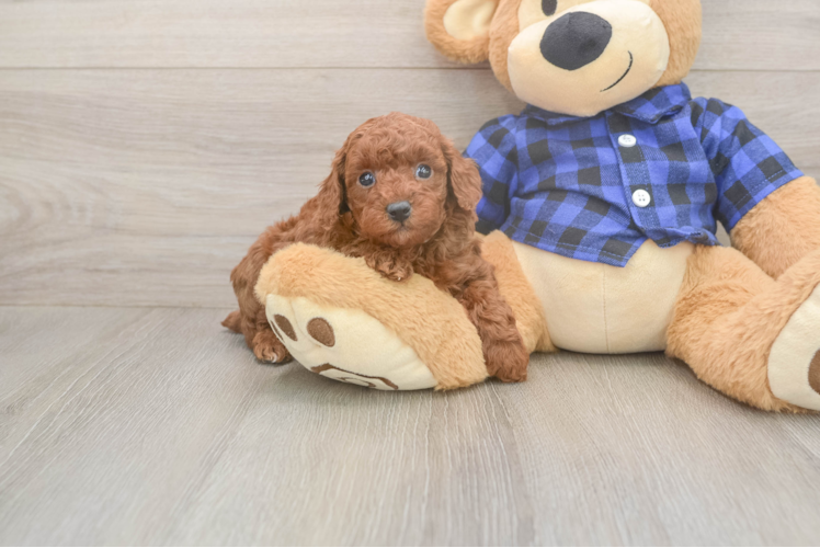 Fluffy Caniche Purebred Puppy