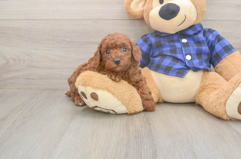 5 week old Poodle Puppy For Sale - Lone Star Pups