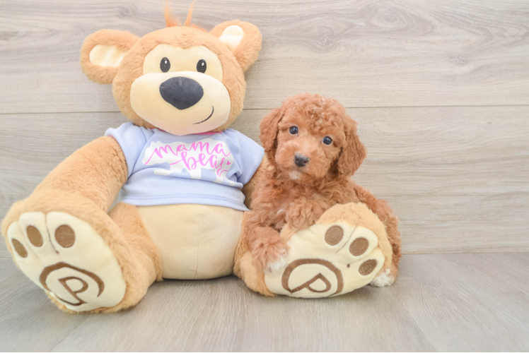 Petite Pudle Purebred Puppy