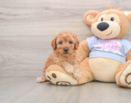 5 week old Poodle Puppy For Sale - Lone Star Pups