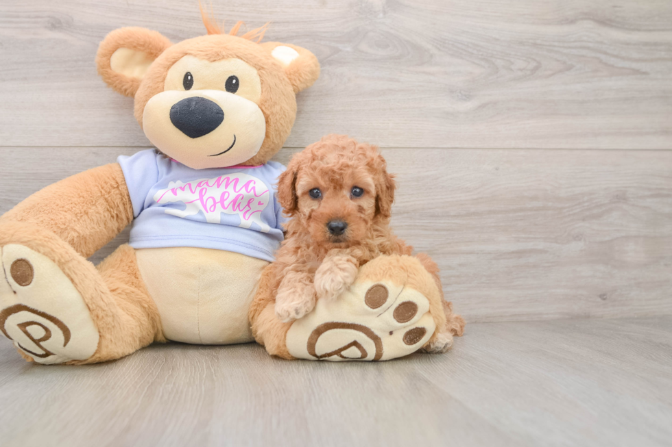 Happy Pooodle Purebred Puppy