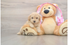 Little Poodle Purebred Pup