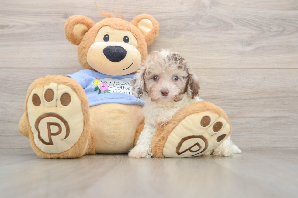 Friendly Poodle Purebred Pup
