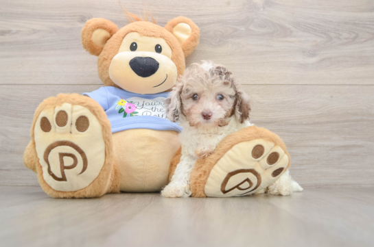 Friendly Poodle Purebred Pup