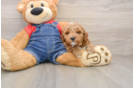 Energetic Pooodle Purebred Puppy