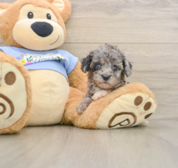 6 week old Poodle Puppy For Sale - Lone Star Pups