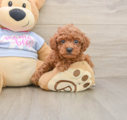 7 week old Poodle Puppy For Sale - Lone Star Pups