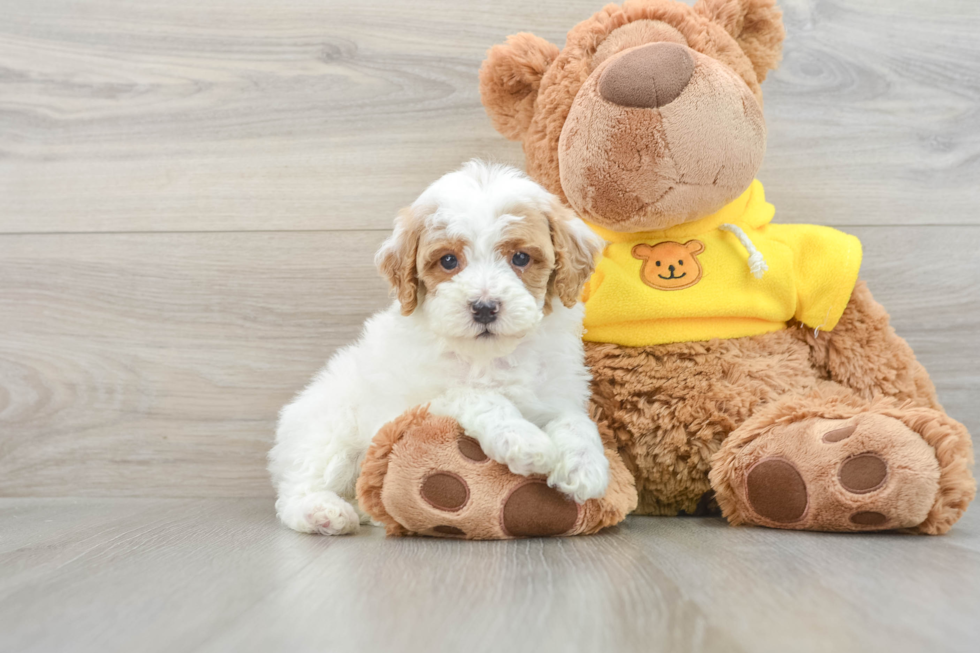 Adorable Pooodle Purebred Puppy