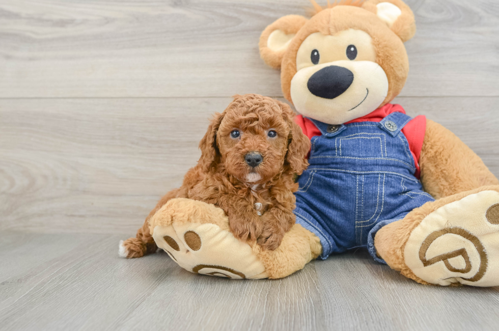 6 week old Poodle Puppy For Sale - Lone Star Pups