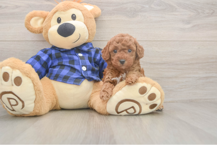 Poodle Puppy for Adoption