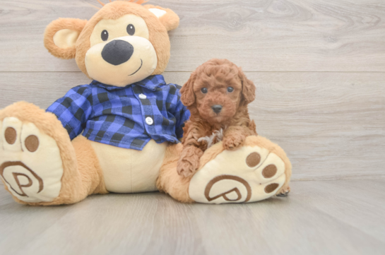 5 week old Poodle Puppy For Sale - Lone Star Pups Poodle Puppy for Adoption