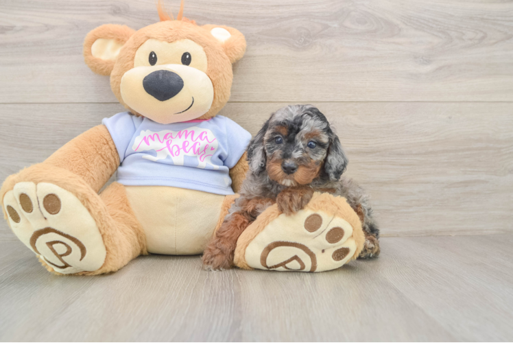 Hypoallergenic Poodle Purebred Pup