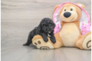 Hypoallergenic Poodle Purebred Pup