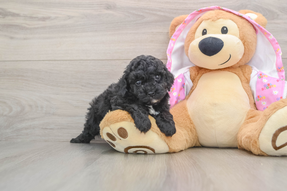 Hypoallergenic Poodle Purebred Pup