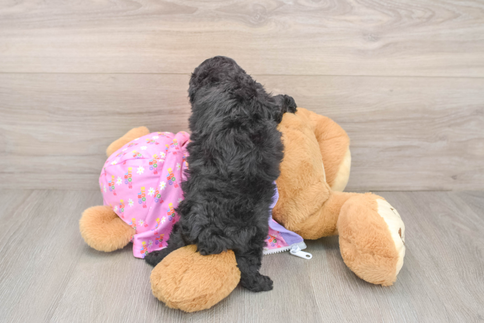 Friendly Poodle Baby