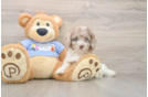 Little Poodle Baby