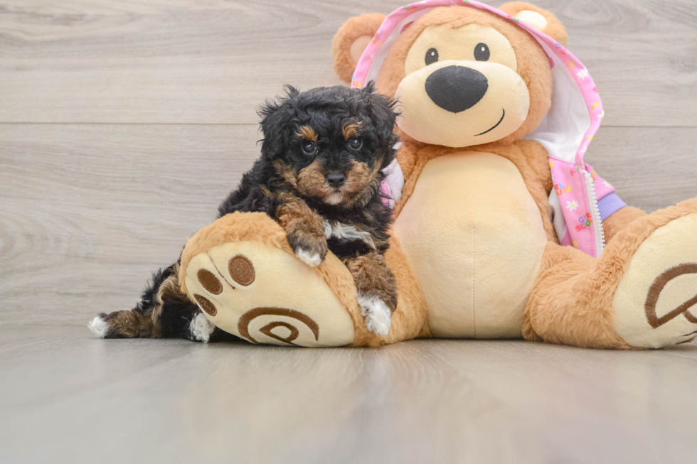 Small Poodle Purebred Pup