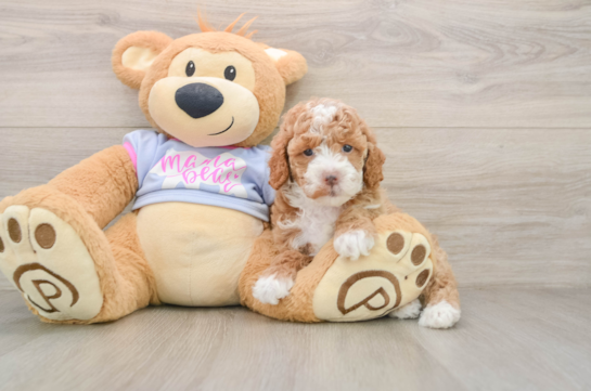 Akc Registered Poodle Purebred Pup